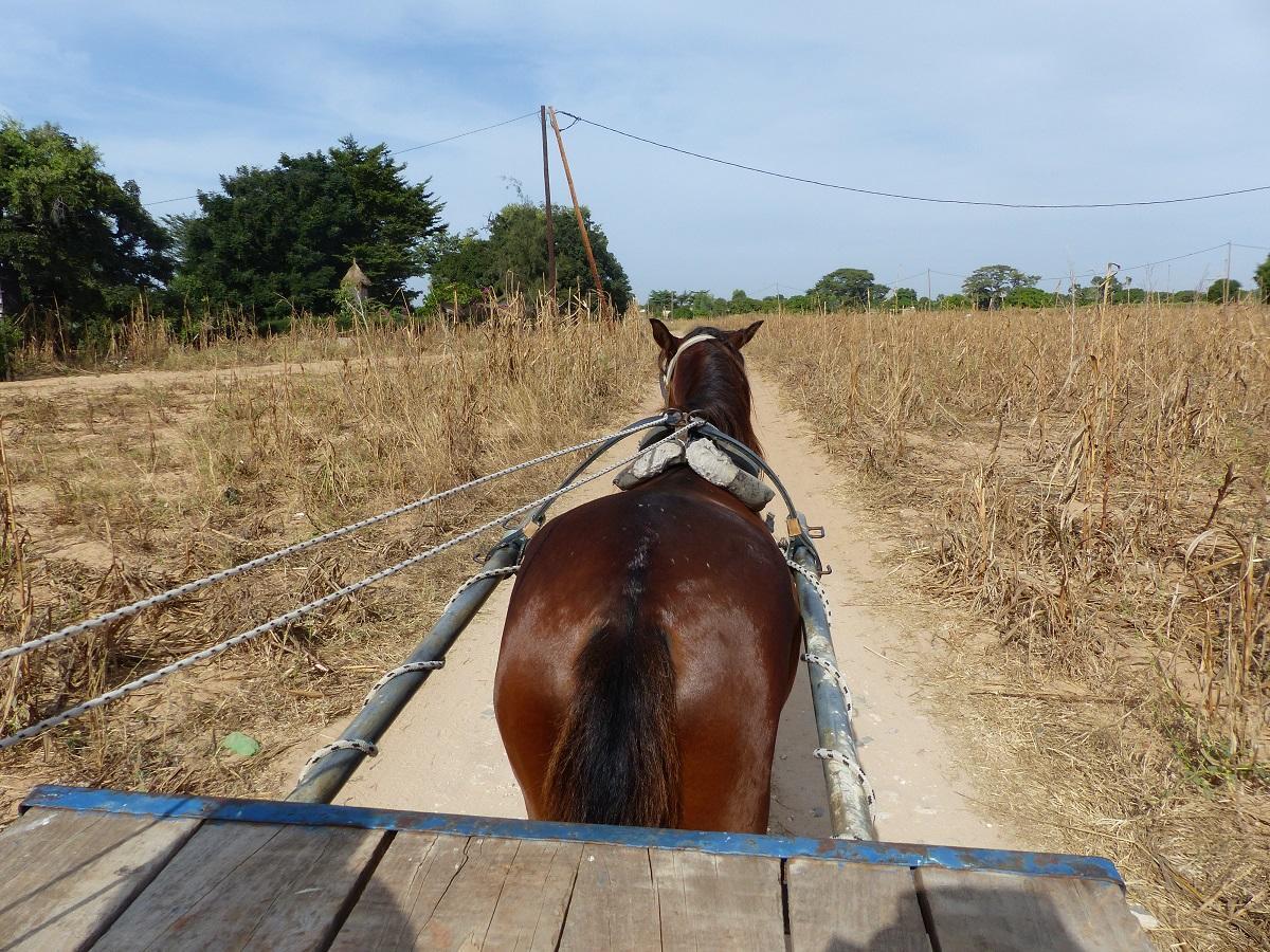 Ecolodge De Simal Bagian luar foto